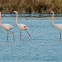 Camargue 569