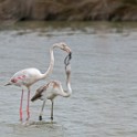 Camargue 761