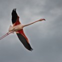 Camargue 779