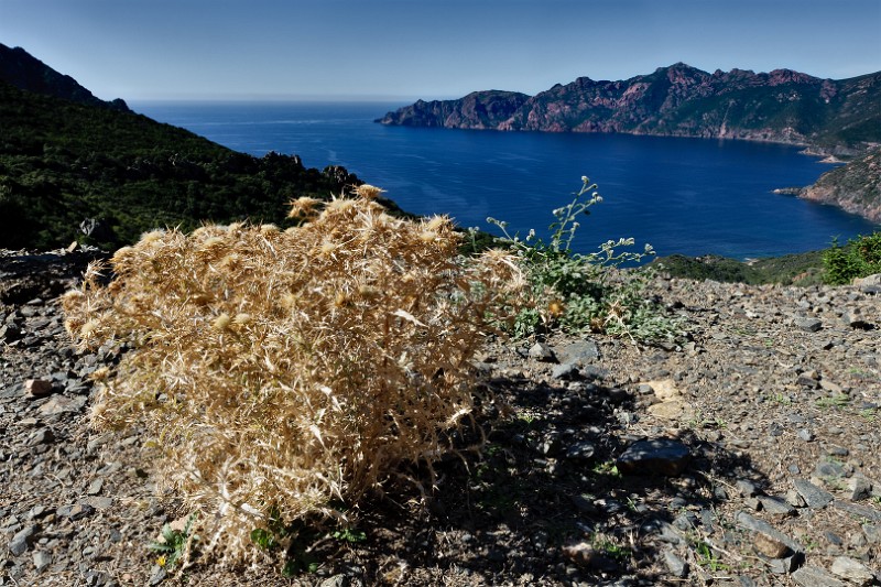 Corsica 11 1196