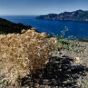 Corsica 11 1196