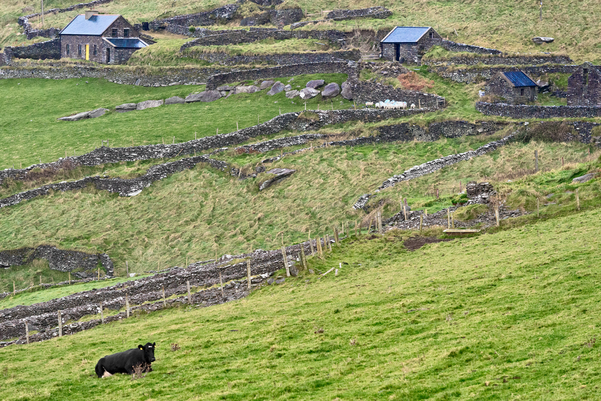 DSC 9409-1