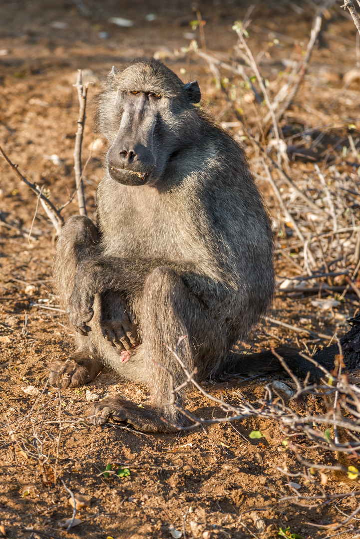 Kruger 123