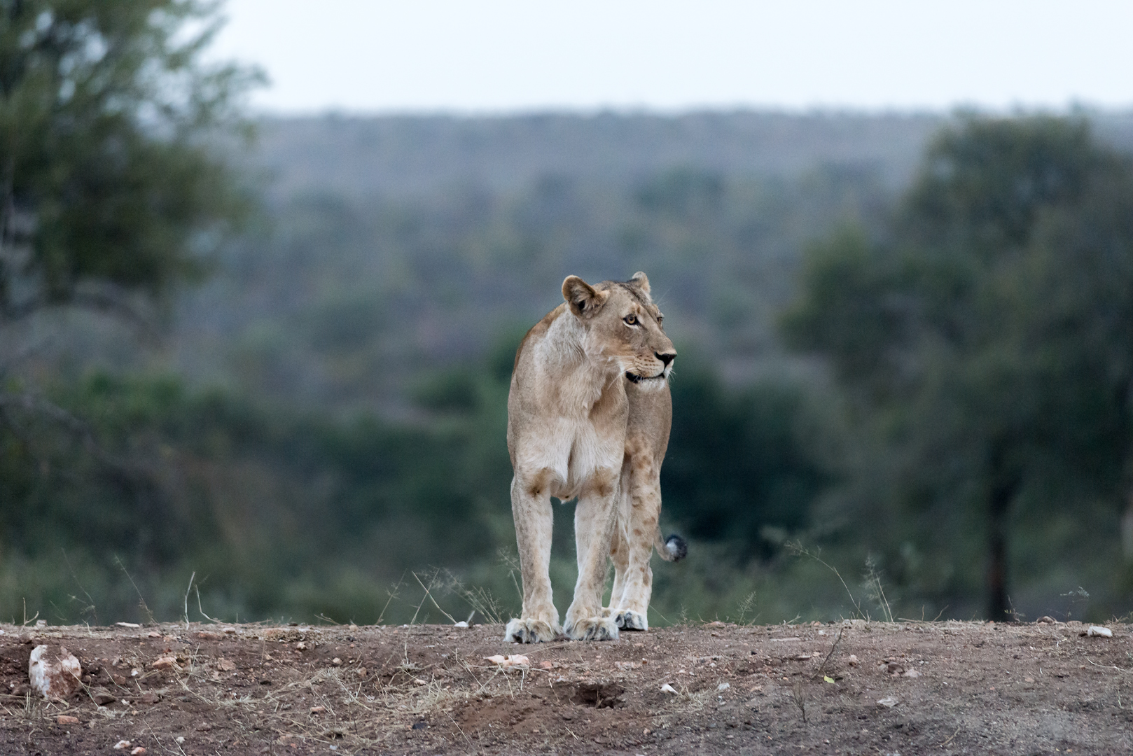Kruger 584-1