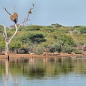 Kruger 159