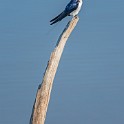 Kruger 324 1