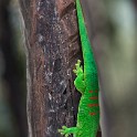 Madagascar 170-1