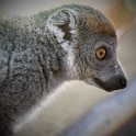 Madagascar 747-1