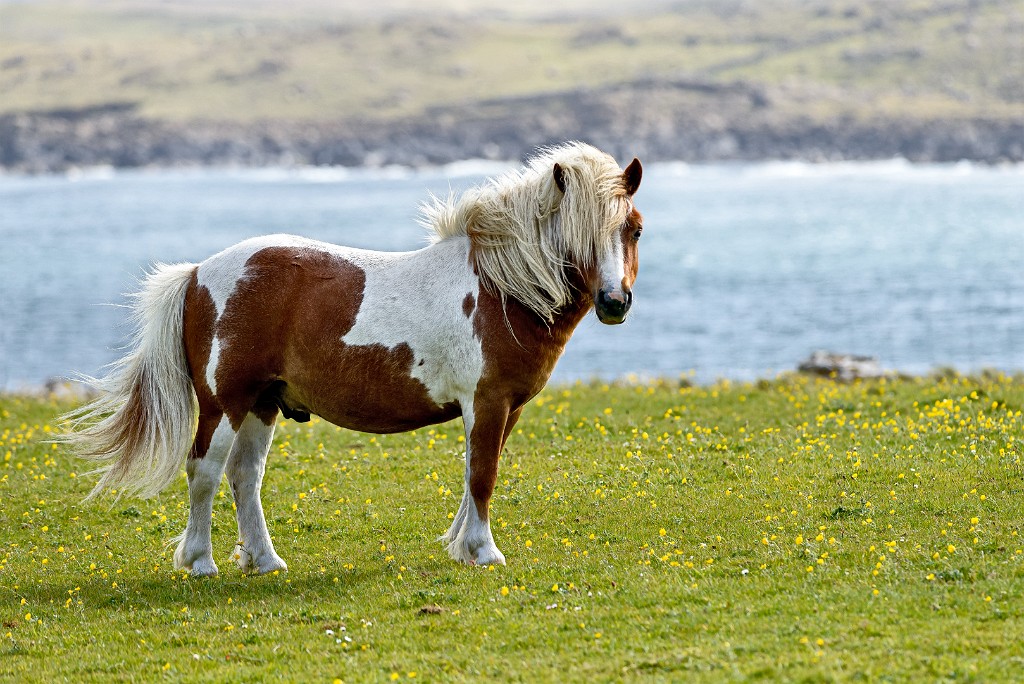 Shetland 151
