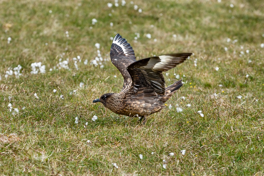 Shetland 182