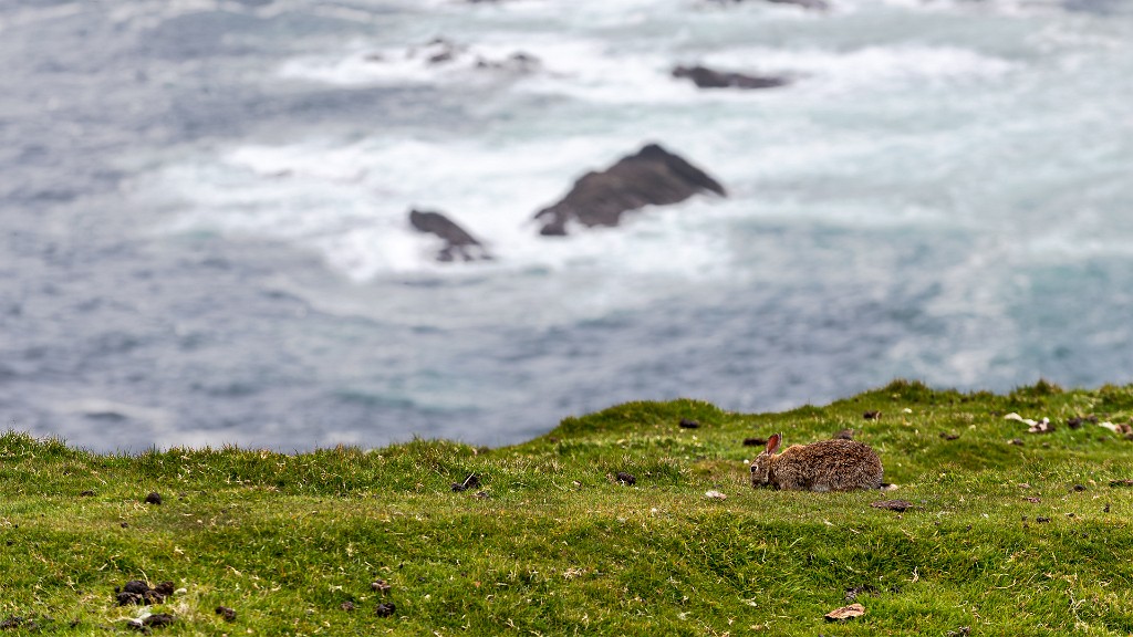Shetland 198