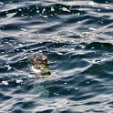 Shetland 146