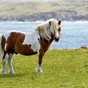 Shetland 151