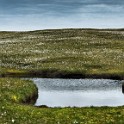 Shetland 179