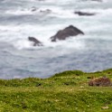 Shetland 198