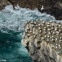 Shetland 353