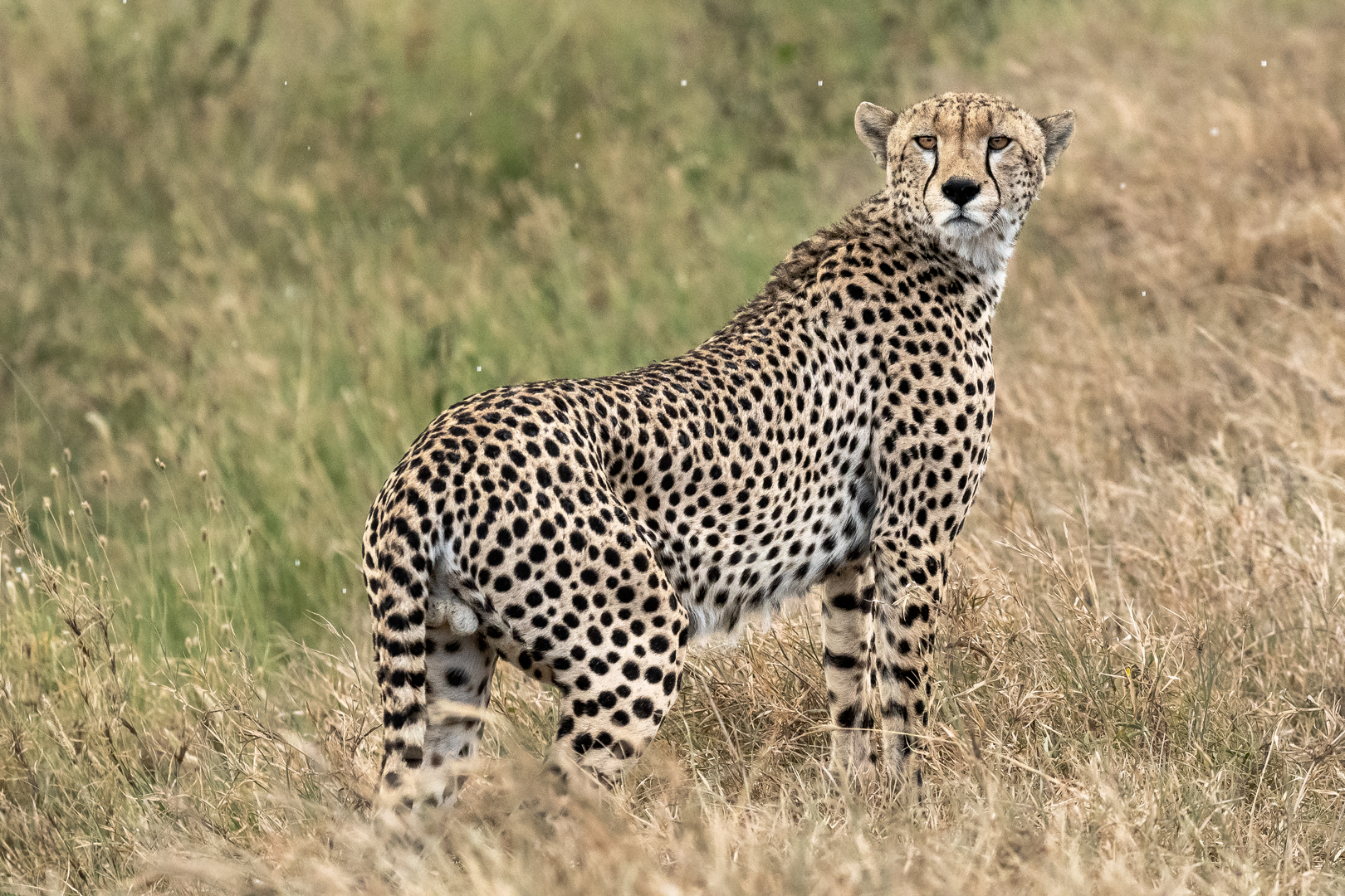 Tanzania2 2006