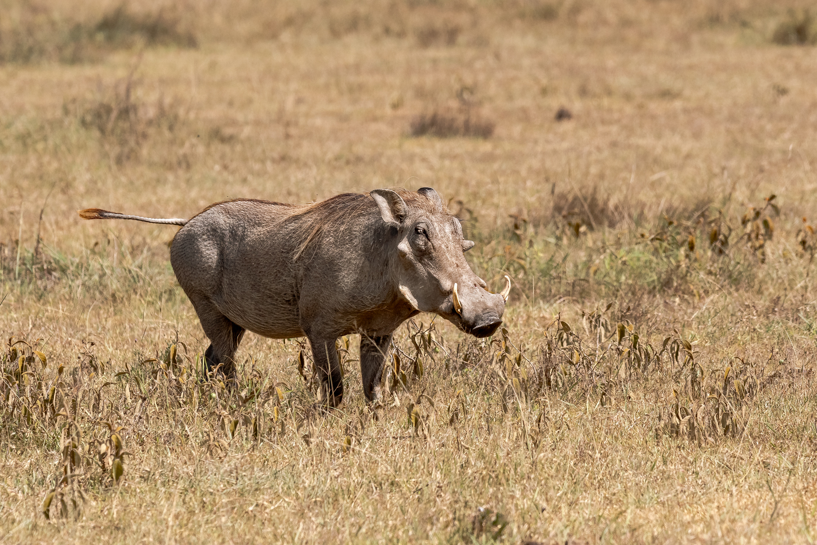 Tanzania2 3158