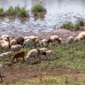 Tanzania2 0032