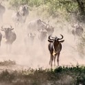 Tanzania2 0215