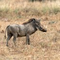 Tanzania2 1805