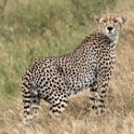 Tanzania2 2006