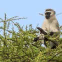 Tanzania2 2501