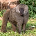 Tanzania2 3210