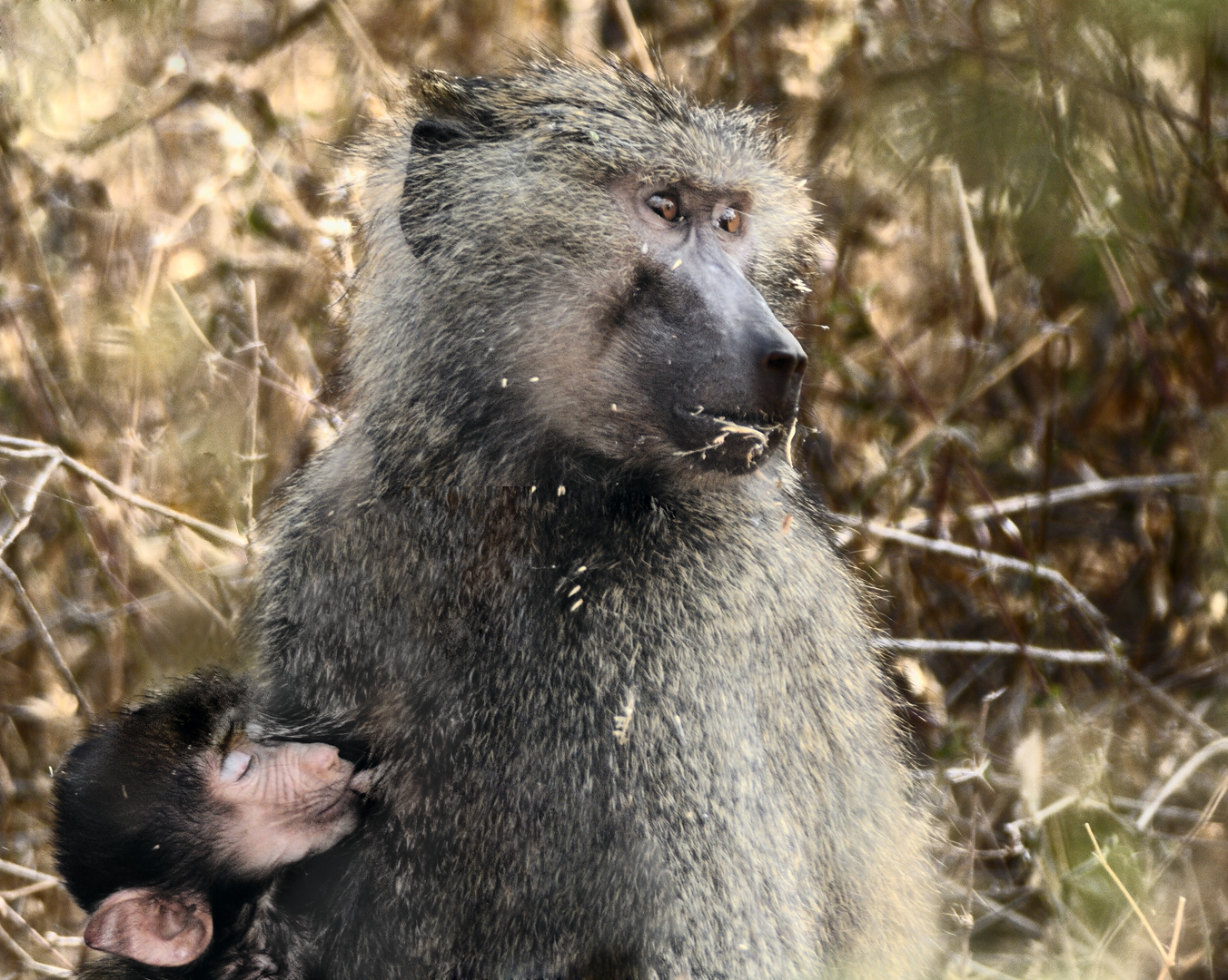 Tanzania 20080824 122644