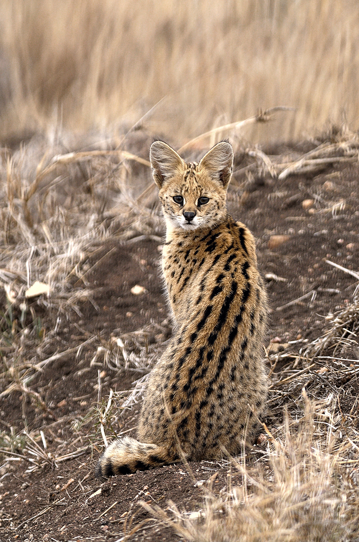 Tanzania 20080826 062842