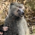 Tanzania 20080824 122644
