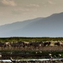Tanzania 20080824 151357