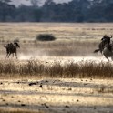 Tanzania 20080825 060827