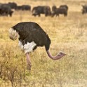 Tanzania 20080825 072239