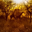 Tanzania 20080826 045428