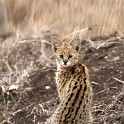 Tanzania 20080826 062842