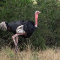 Tanzania 20080827 095018