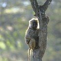 Tanzania 20080831 055803